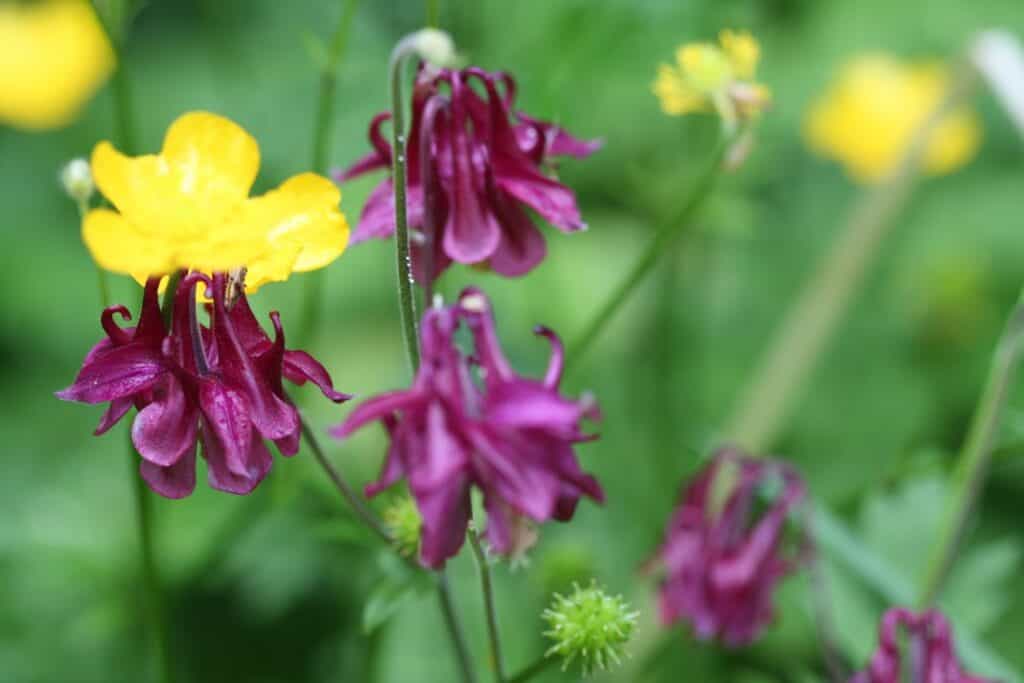 burgundy flowers of Aquilegia Vulgaris in the garden