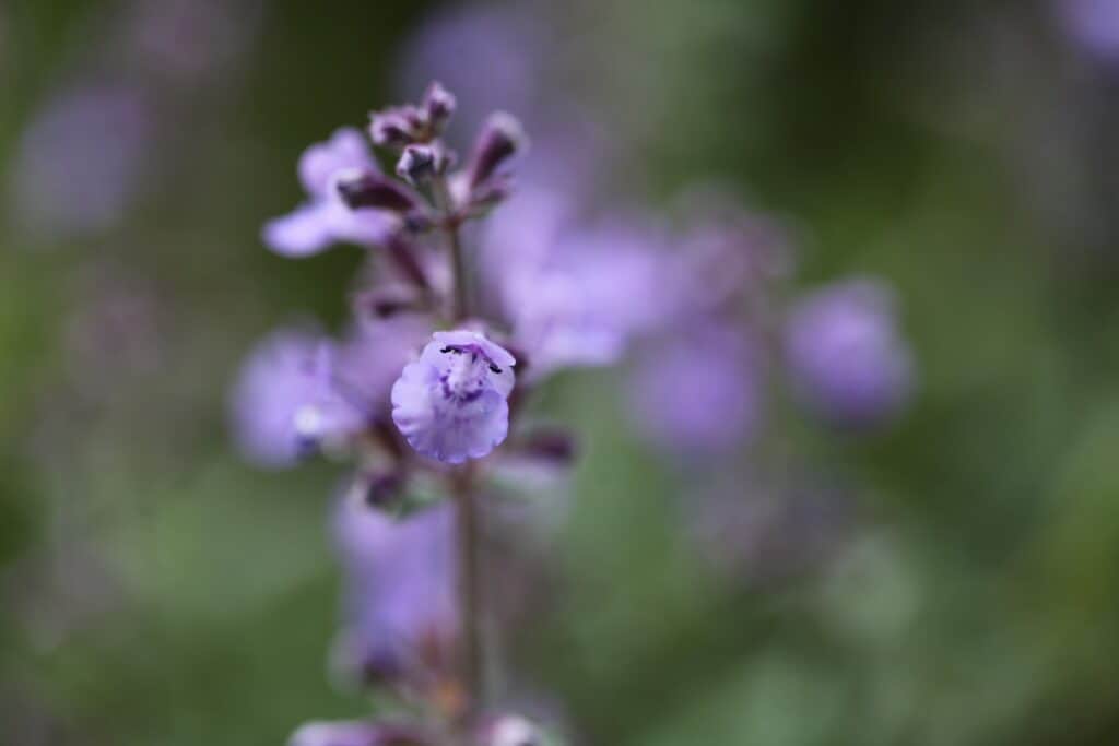 closeup of purple catmint blooms
