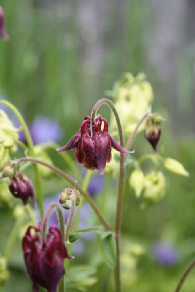 burgundy and white Columbine flowers in the garden