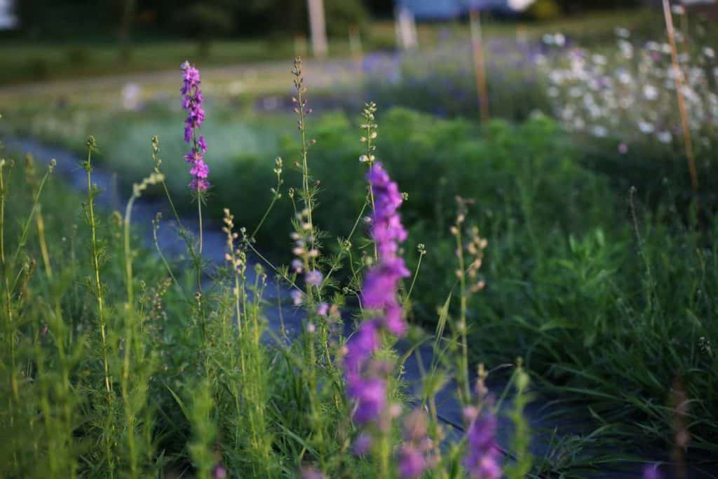 purple Larkspur blooms just starting to open in the garden, one of the best annual flowers for cutting