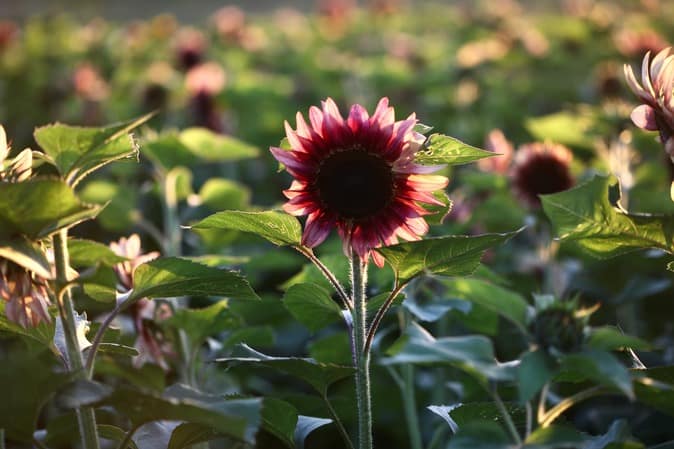 a procut plum sunflower glowing in the evening sun