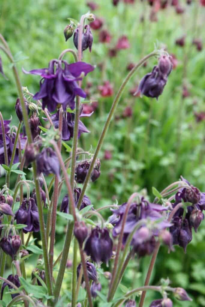 many purple and burgundy Columbine blooms in the garden