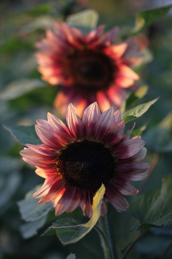 two plum coloured sunflowers growing in the garden