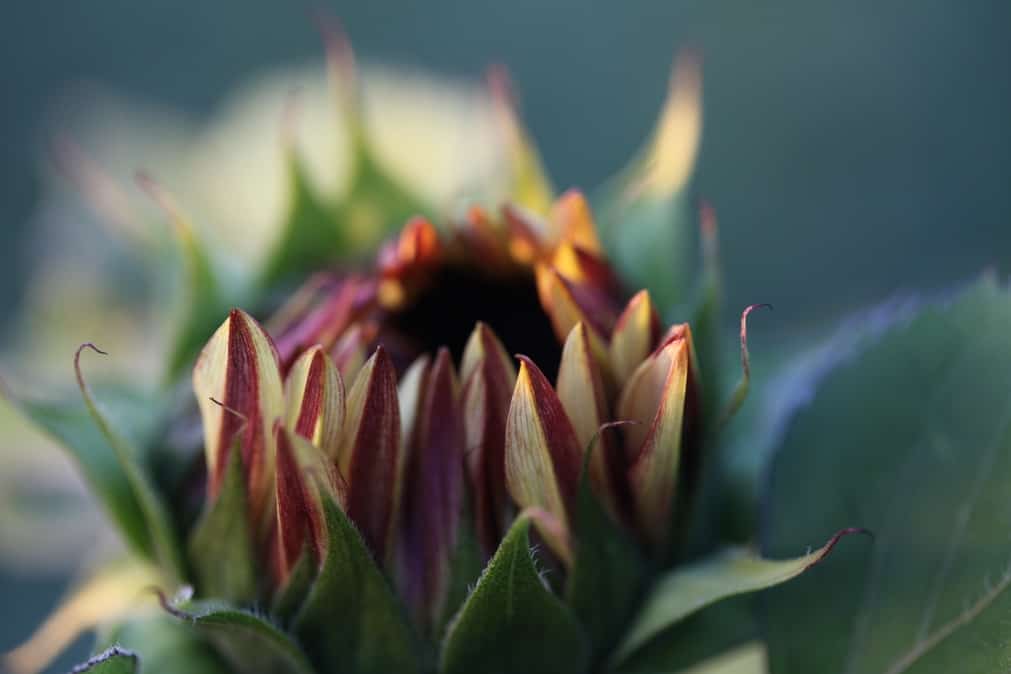 a procut plum sunflower opening in the garden