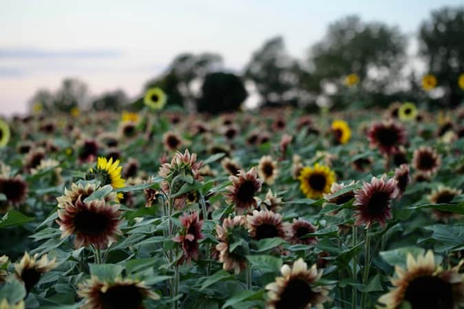 a field of sunflowers