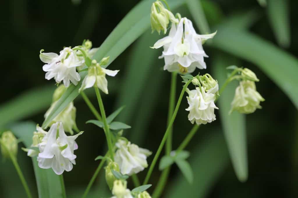 white Columbine blooms