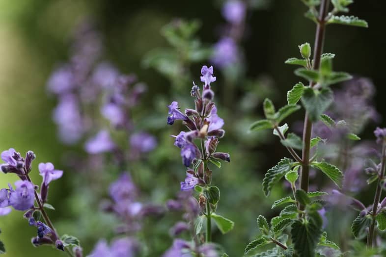 blue flowers of catmint in bloom