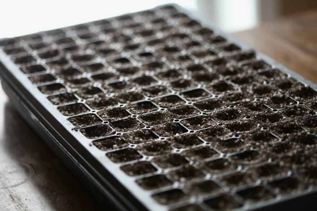 a cell tray filled with soil for planting seeds, showing how to grow poppies from seed