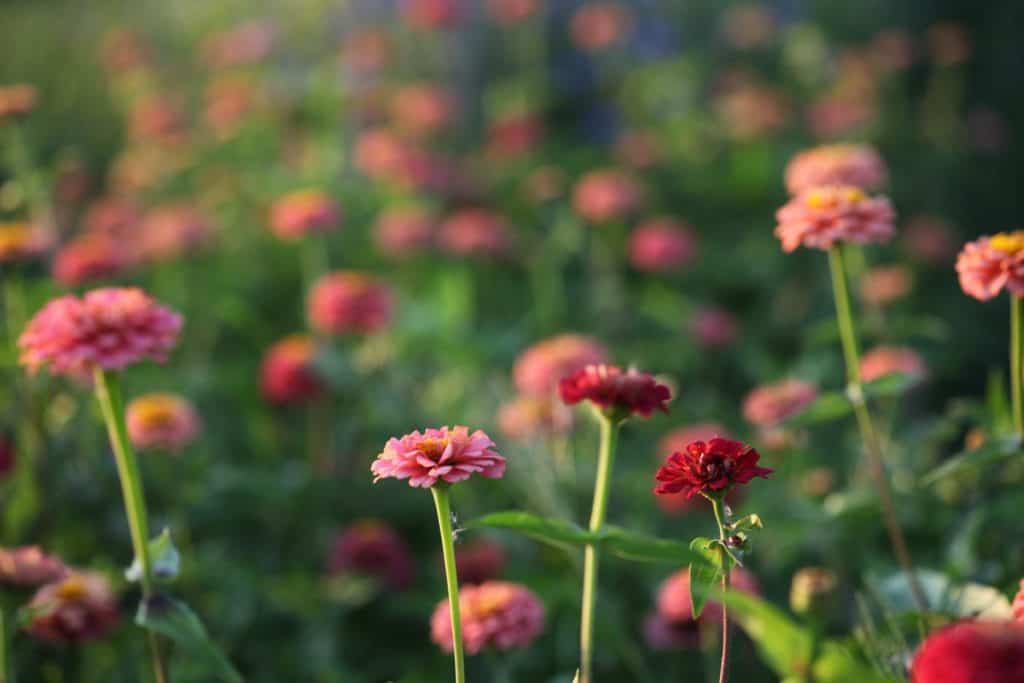 orange, pink and red zinnias are cut and come again flowers growing in a garden