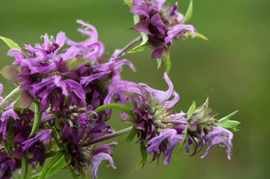 Annual Bee Balm Lambada against a blurred green background