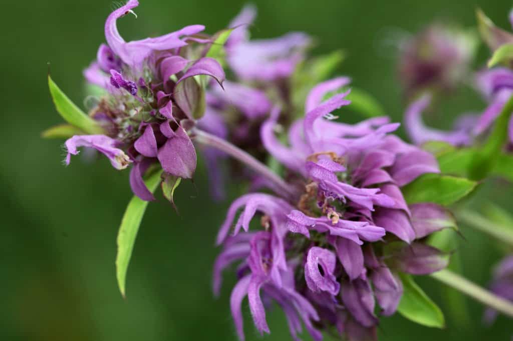 purple blooms of annual Bee Balm Lambada