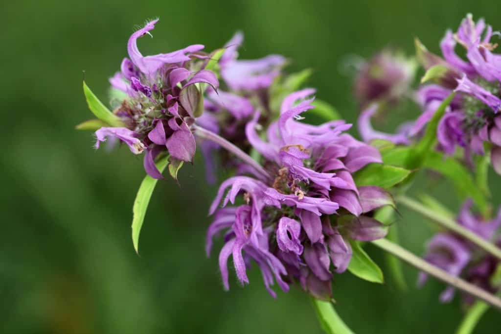 lavender coloured Bergamot flowers 
