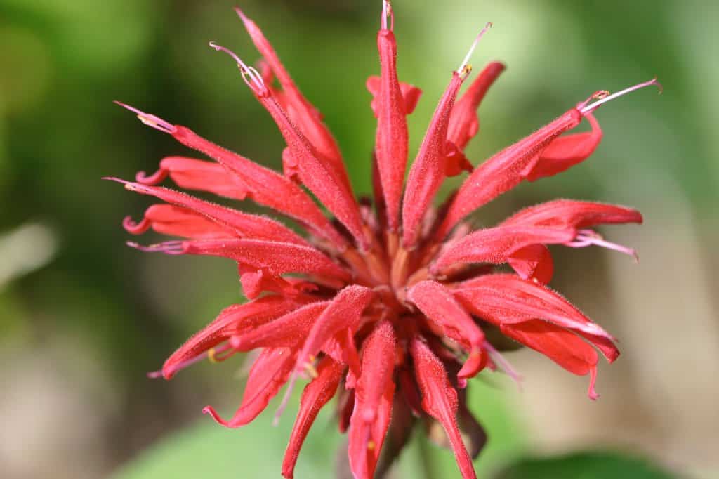 a red Bergamot bloom in the sun