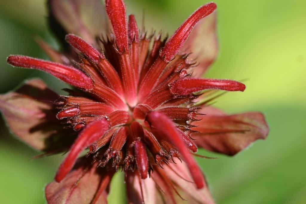 red tubular flowers of Monarda