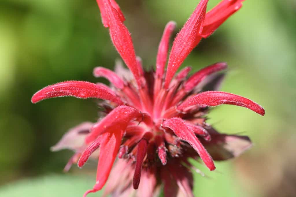 a red Bergamot flower