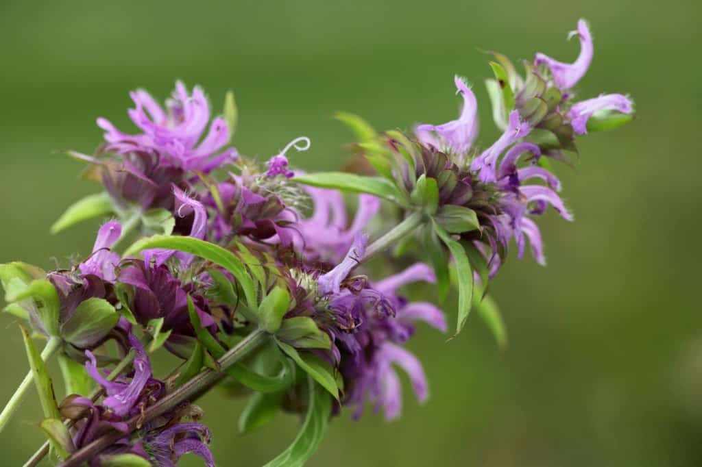 purple Bergamot  flowers