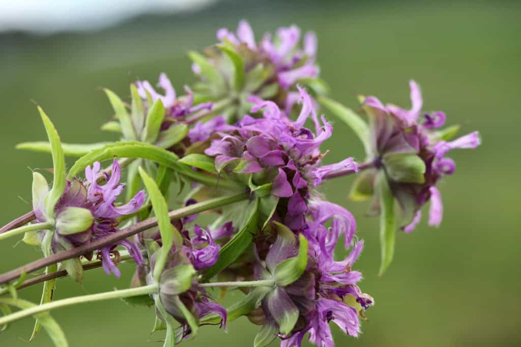 purple Bergamot blooms