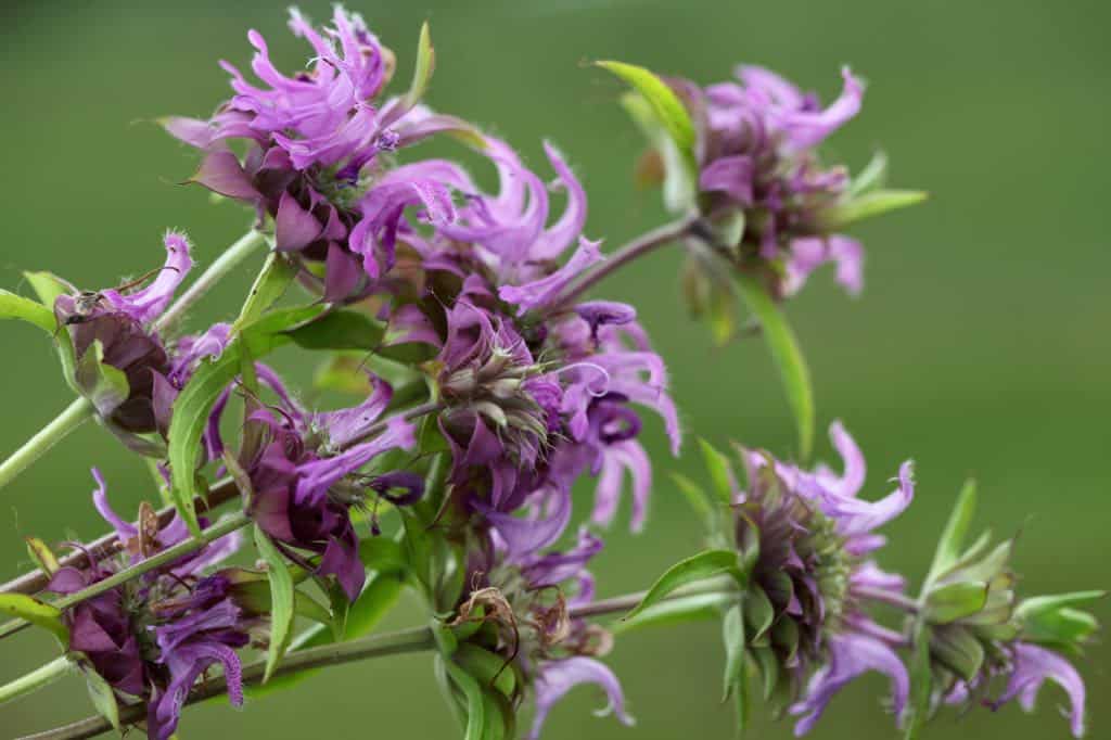 purple blooms of Monarda hybrida, Bee Balm Lombada
