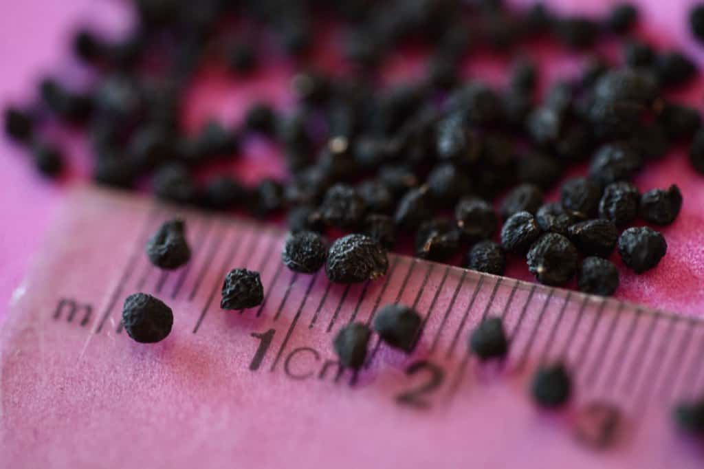 Purple Sensation allium seeds measuring 2 to 3 mm in length, laying on a clear plastic ruler