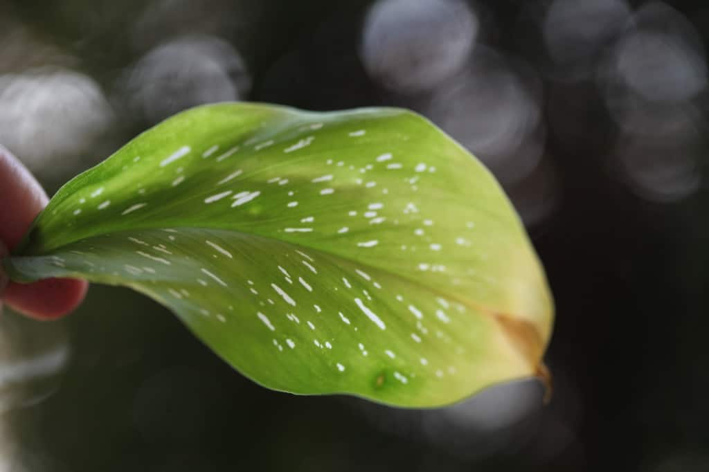 a calla lily leaf turning yellow