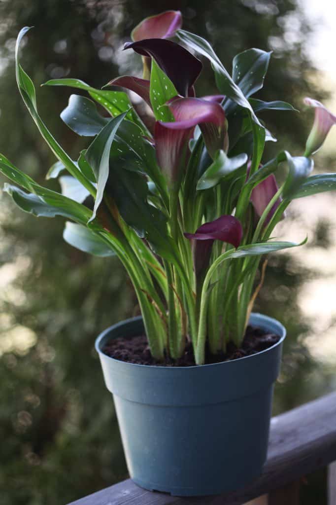 potted calla lilies on a wooden railing