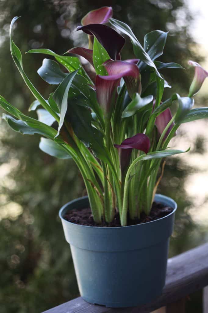 how-long-do-potted-calla-lilies-last-farmhouse-blooms