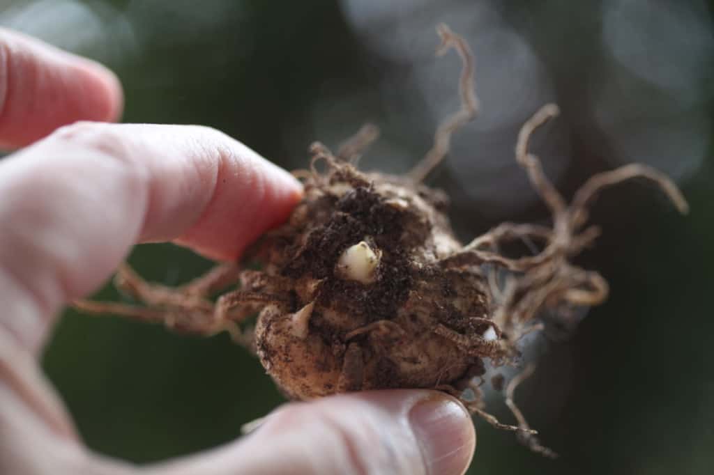 a hand holding a smaller calla lily rhizome, resembling a bulb