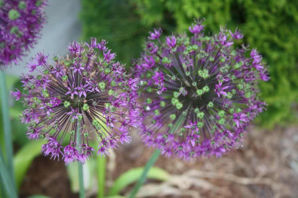 allium bulbs in the garden