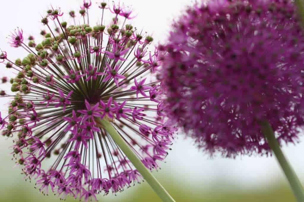 purple allium blooms and seed heads 