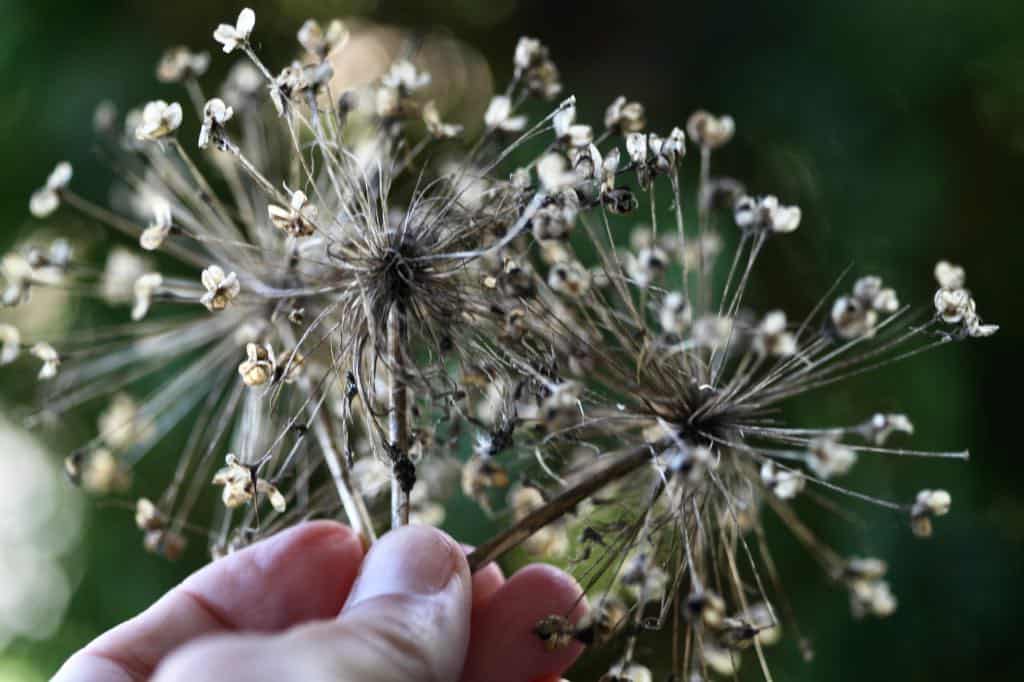 a hand holding dried and brown allium seed heads