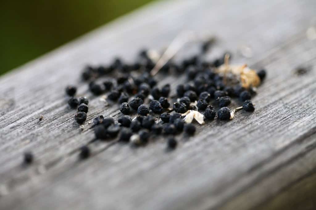 black allium seeds with a rough outer coat, laying on a wooden railing