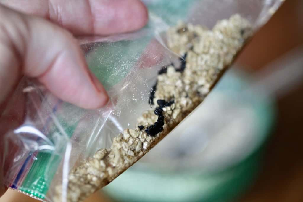 a hand holding black allium seeds in a baggie with moist vermiculite