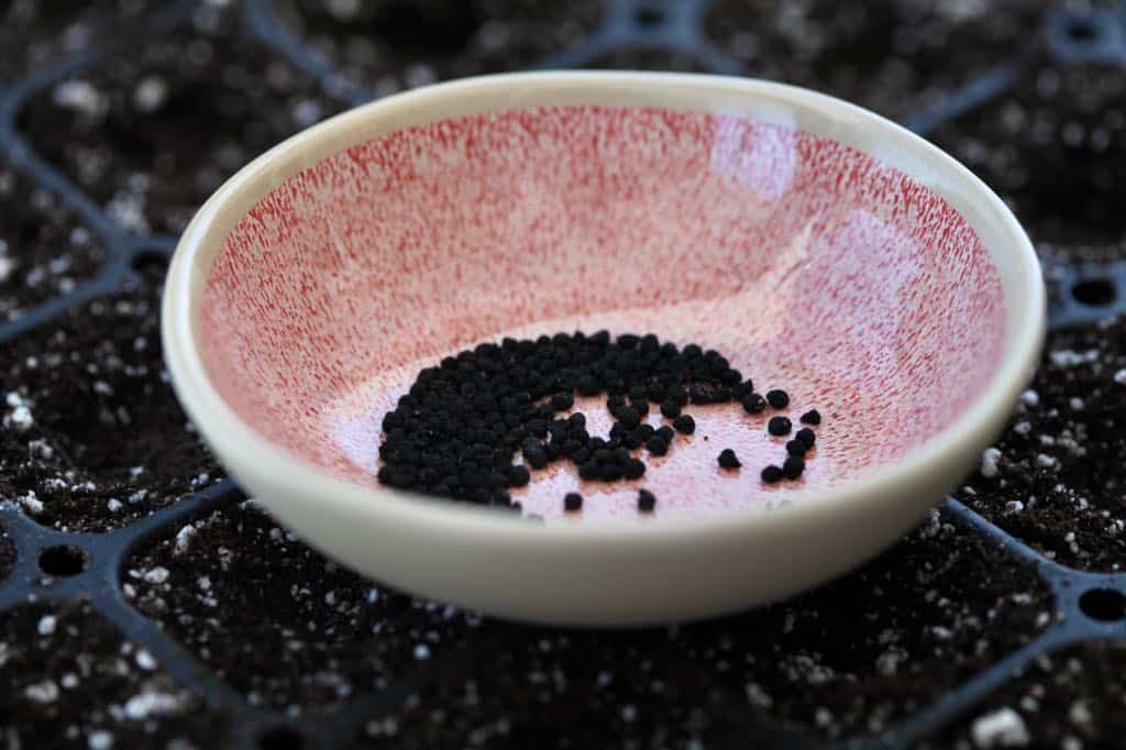 allium seeds in a pink bowl on top of a cell tray full of soil for planting