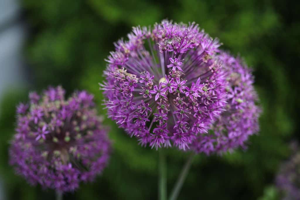 purple flower heads of allium Purple Sensation