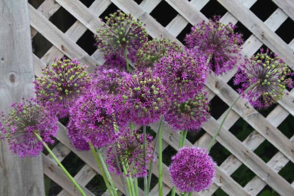 a group of purple allium flowers against a lattice panel