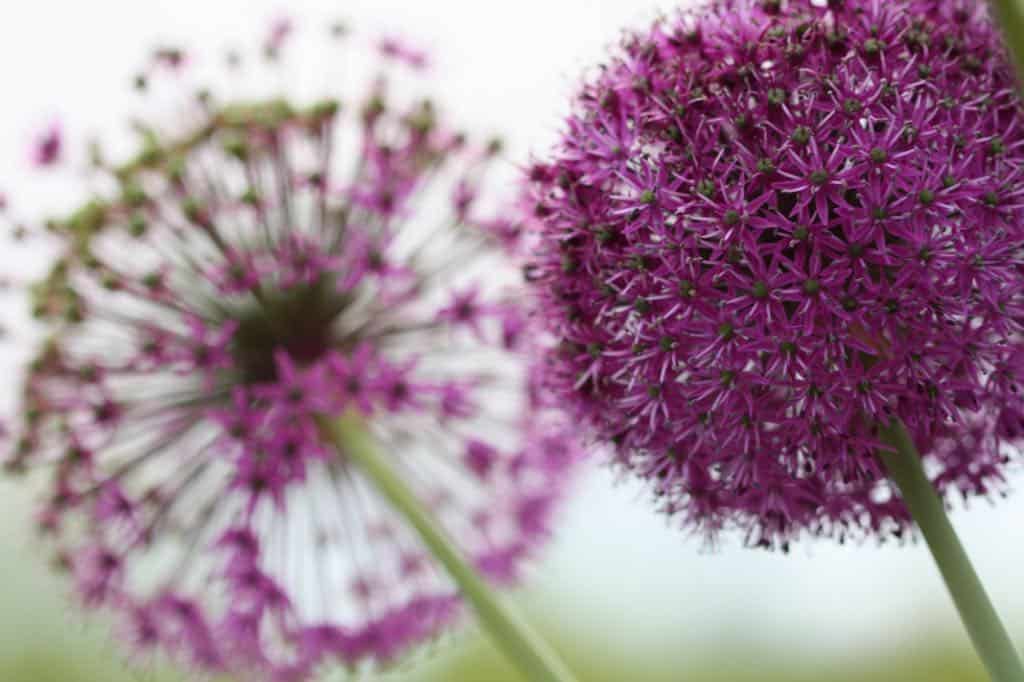 purple allium flowers