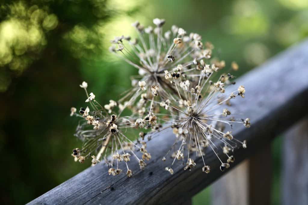 allium seed heads containing seeds on a wooden railing