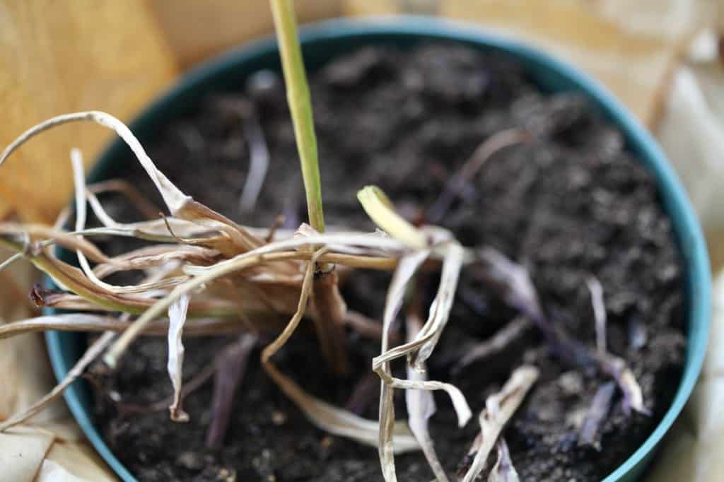 potted calla lilies going into a dormant state with withered yellow dry leaves