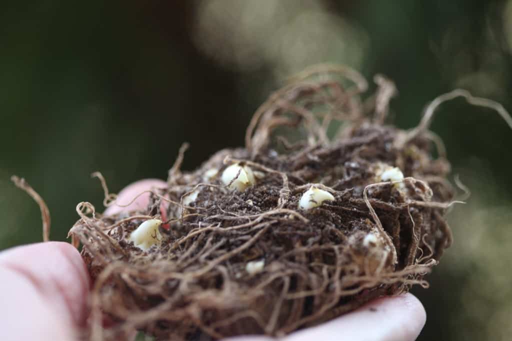 a hand holding a sprouting calla lily rhizome