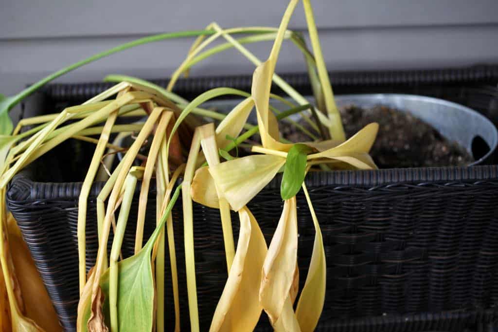 yellowed calla lily foliage in a pot