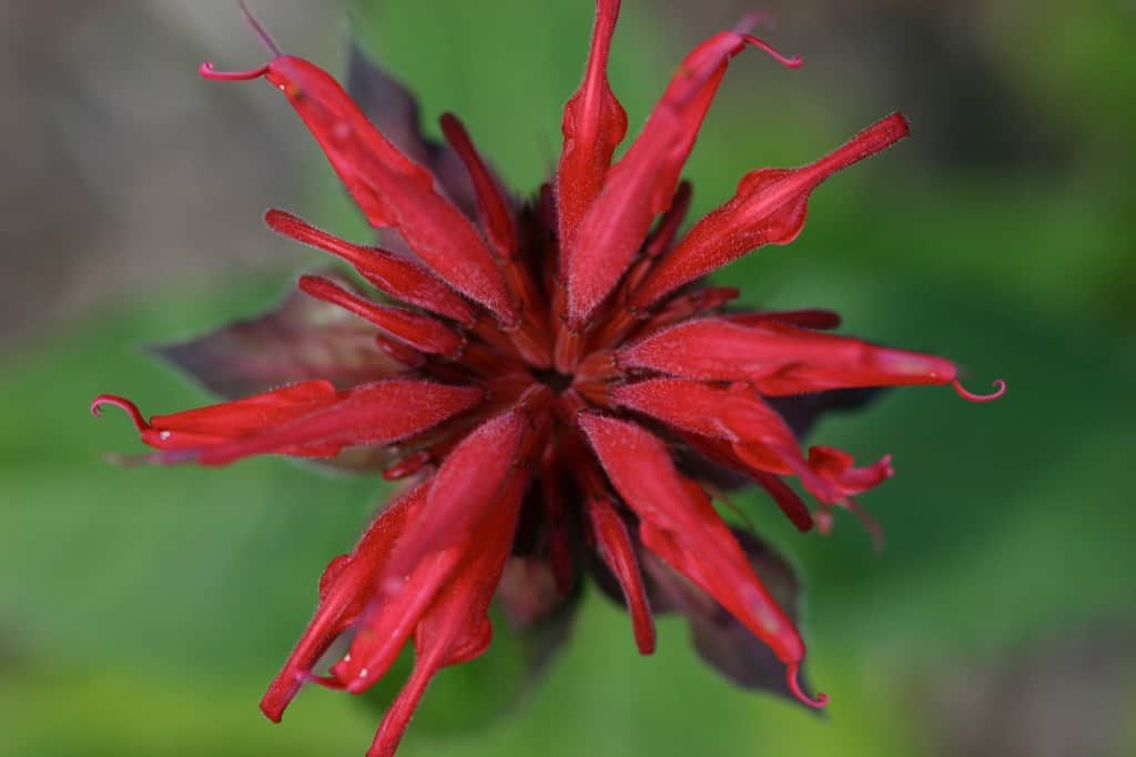 a red bergamot bloom