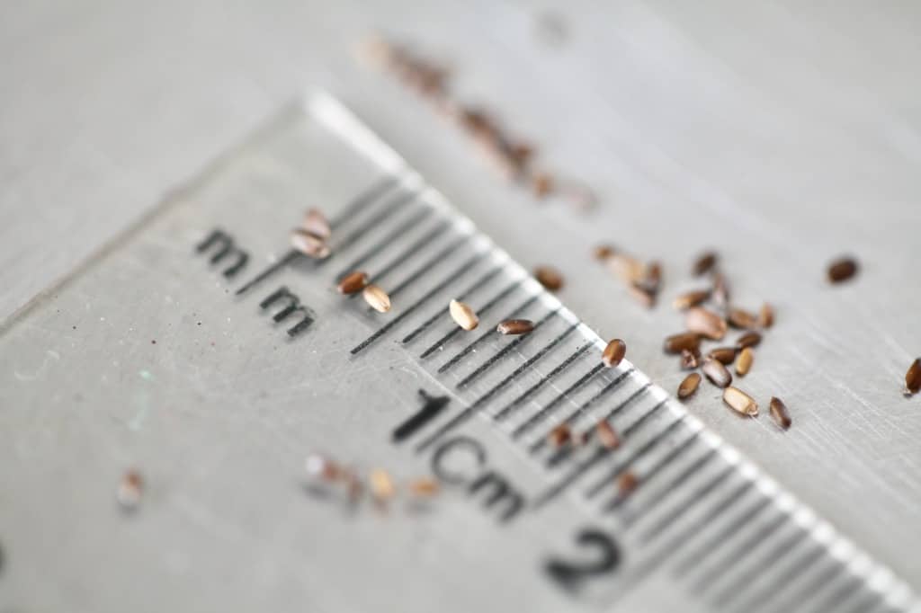 bergamot seeds on a ruler, showing they are small and brown, and about 1.5mm in length