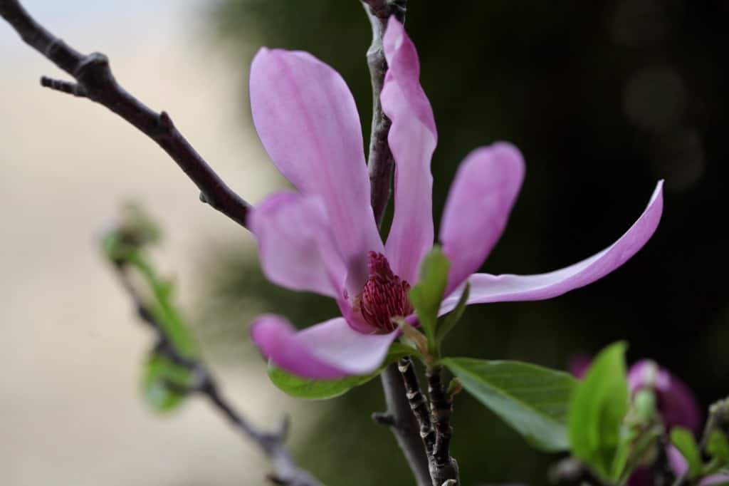 a pink magnolia bloom from a forcing flowering branches