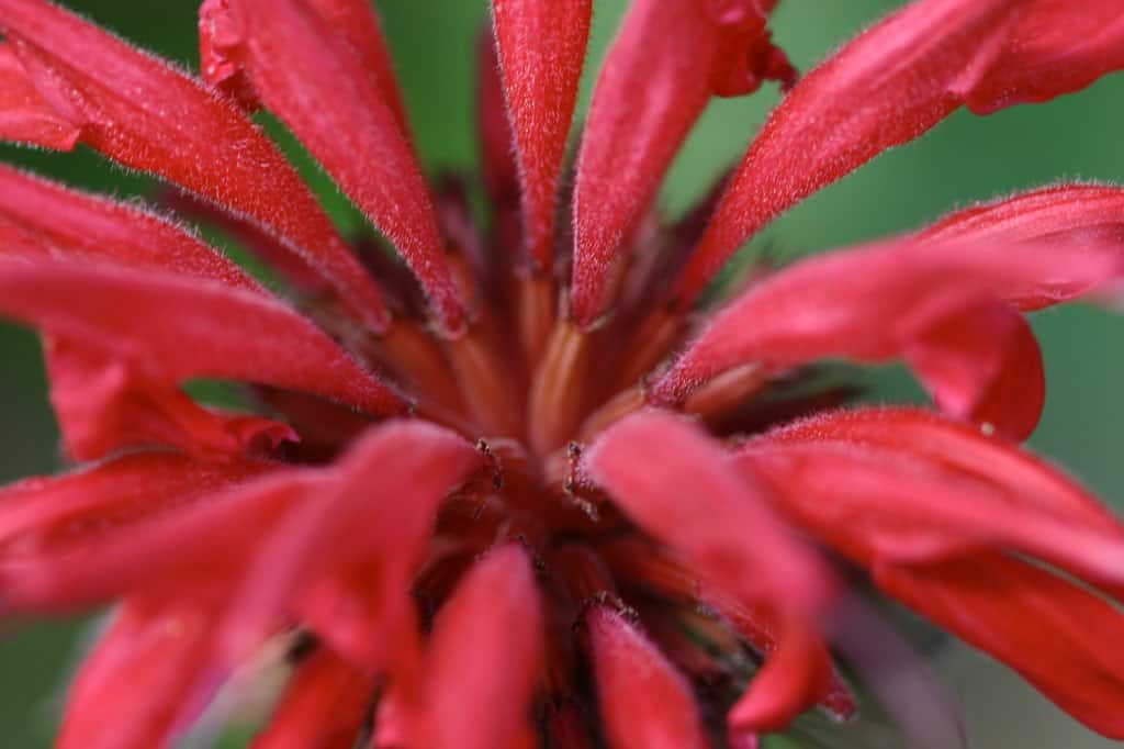 bright red tubular flowers of Monarda Didyma