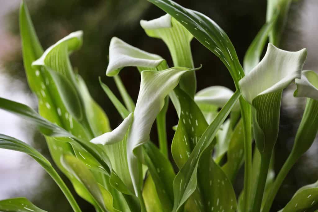 potted calla lilies with white blooms and green speckled leaves