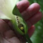 a hand holding a calla lily flower