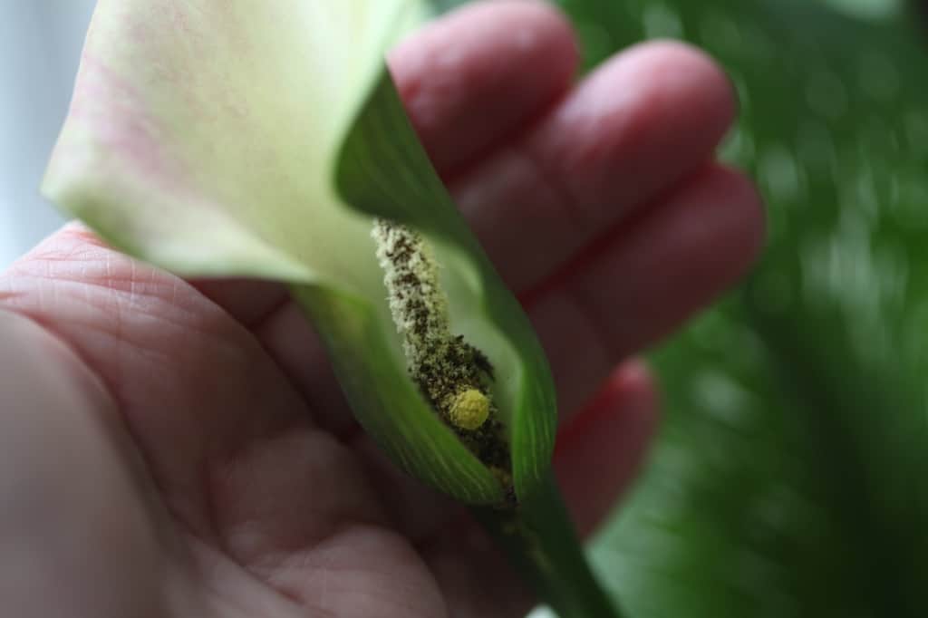 a hand holding a white and blush pink calla lily flower