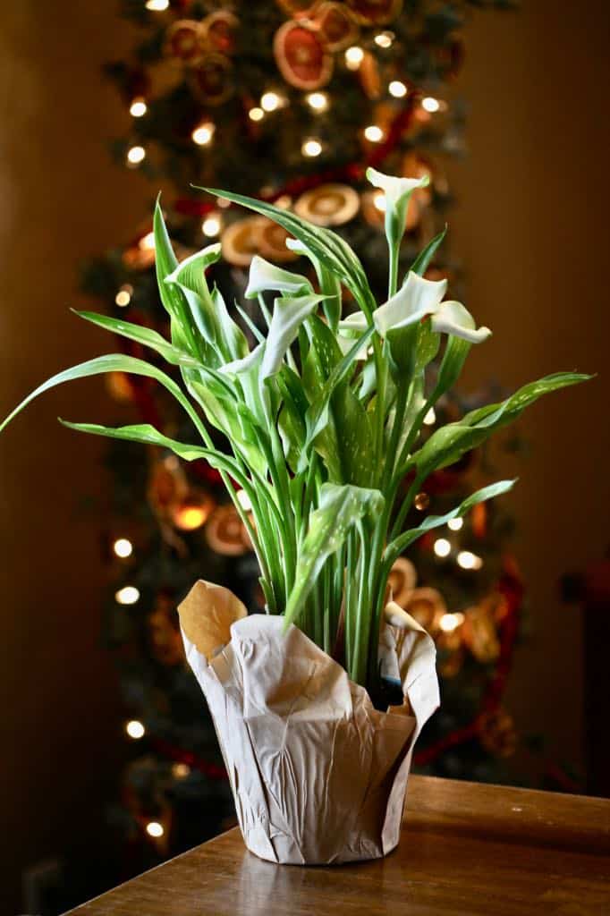 potted calla lilies with a white flower growing in a pot on a wooden table in front of a Christmas tree