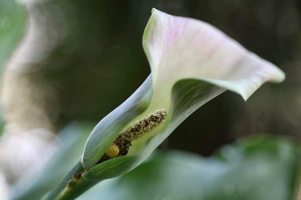 a white and pink calla lily against a blurred green background