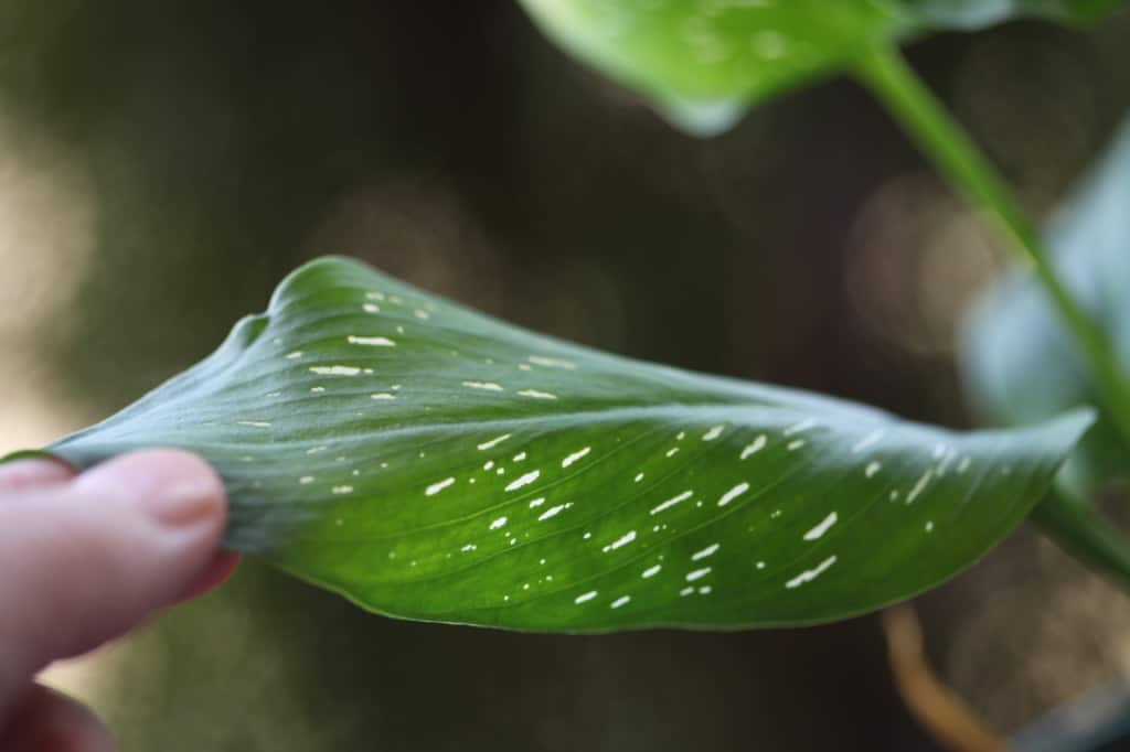 a hand holding a green calla lily leaf which is speckled with white linear spots